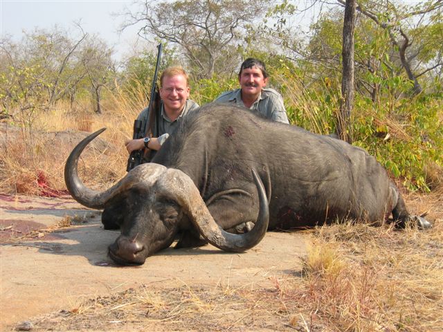 Cape Buffalo